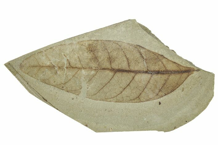 Fossil Tea Leaf (Osmanthus) - Green River Formation, Colorado #244661